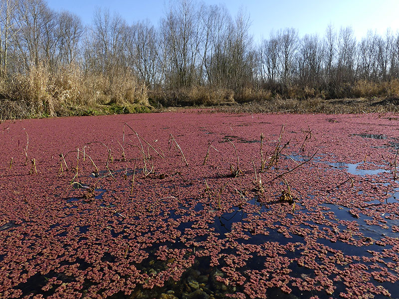 Azolla, forse caroliniana